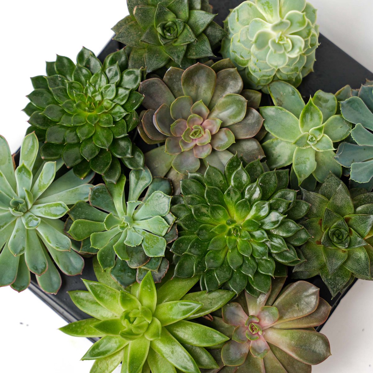 Set van 3 – Succulenten mix – Diverse succulenten in 6 cm potjes (8–12 cm hoog)