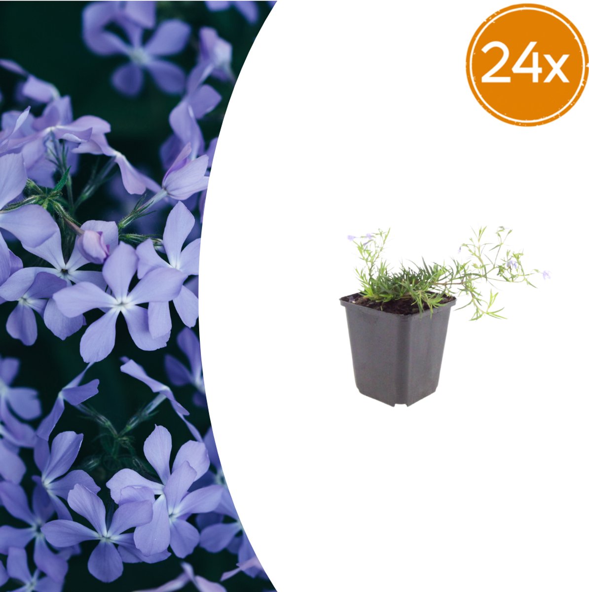 Tuinplantenshop.com | Phlox (S) 'Emerald Cushion Blue' | 24 stuks - Ø9cm - 10-25cm hoog - Tuinplant