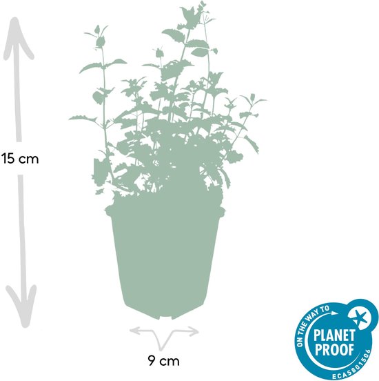 Tuinplantenshop.com | Nepeta ' Giant des Six Collines' | 6 pièces - Ø9cm - 10-25cm de haut - Plante de jardin