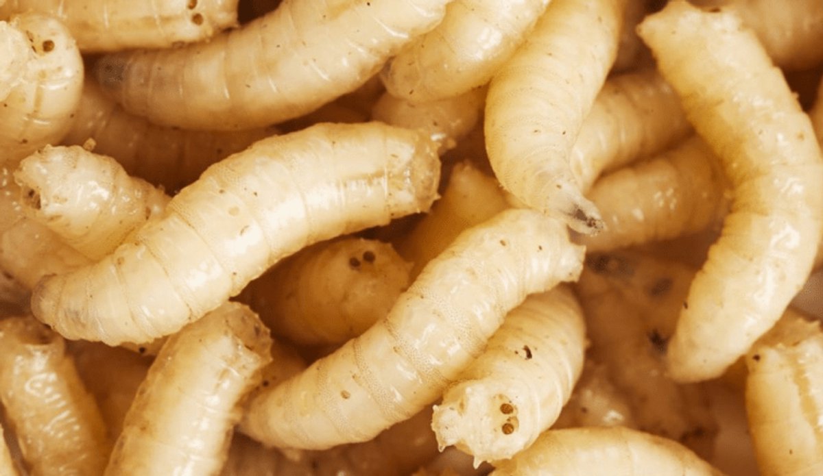 Pauwels Grote Witte Maden