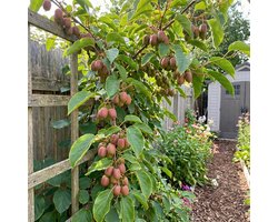 Bloomique - Actinidia Arguta Issai 'Ken's Red' - Rode Kiwibes - Fruitplanten - Tuinplanten - Winterhard - Hoogte 50-70 cm - Pot 15 cm