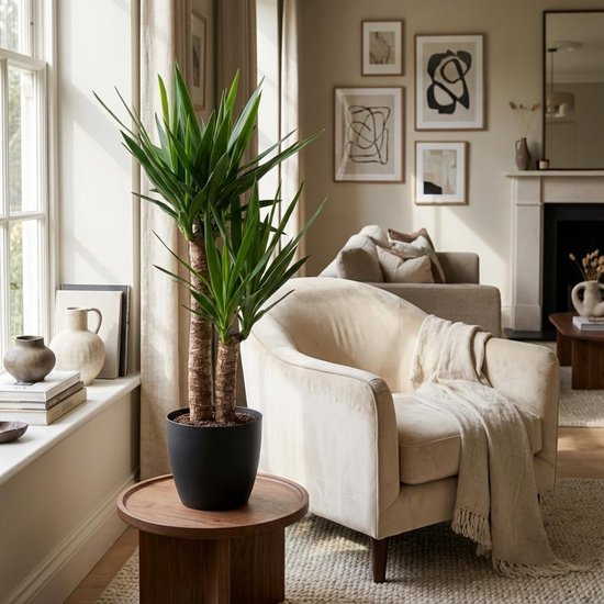 Green boutiQ - Kamerplant - Palmlelie - Yucca Elephantipes - Groen - Weinig onderhoud - 1 Plant - met Potter Grijs - Pot 21cm - Hoogte 80 - 95cm