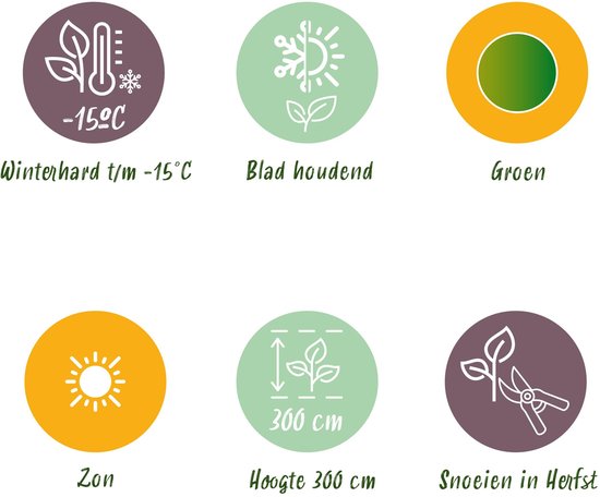 Iconen met informatie: winterhard tot -15°C, bladhoudend, groen, zon, hoogte 300 cm, snoeien in herfst.
