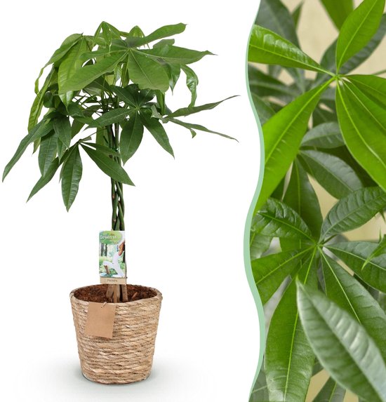 Green BoutiQ - Green is... Kamerplanten - Pachira Aquatica gevlochten stam - Geldboom - Weinig onderhoud - met mand - Groen - 1 Plant - Pot 21cm - Hoogte 80-90cm