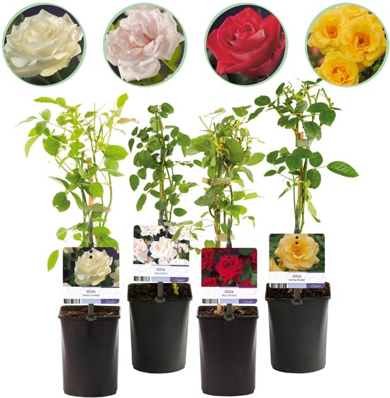 Green boutiQ - Klimroos - Rosa Rainbow - Bloemen Roze Wit Geel Rood - Weinig onderhoud...