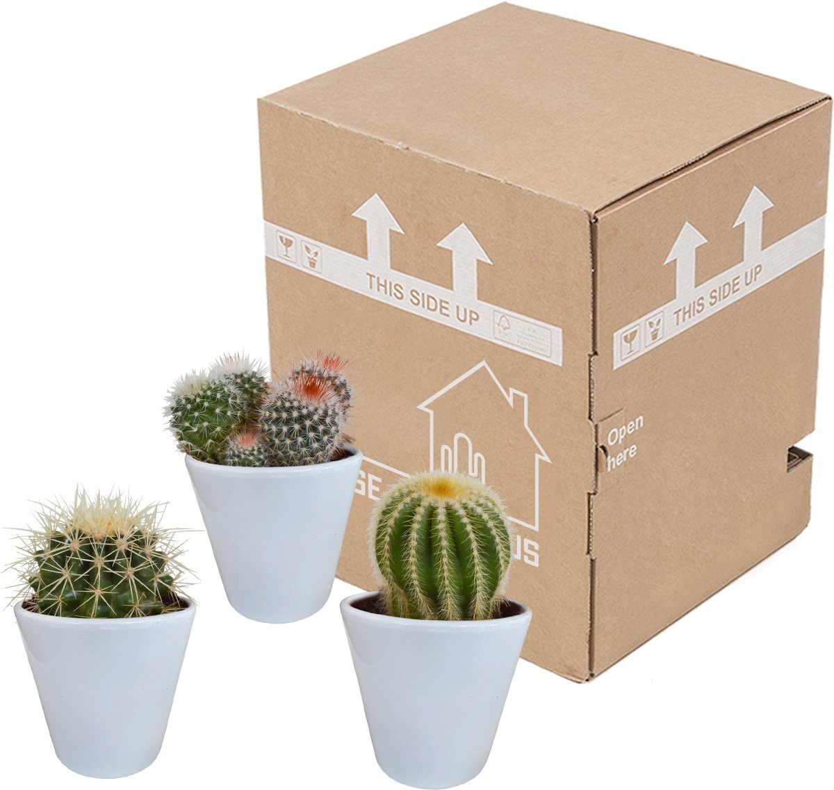 Bolcactus mix 8.5 cm in witte pot | 3 stuks