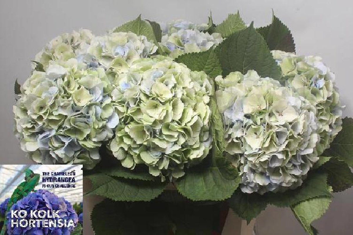 10x Hydr.verena blauw classic 80cm