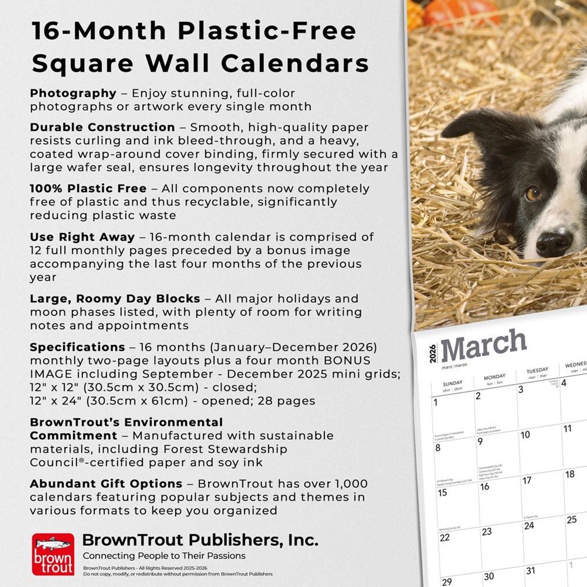 Border Collie Kalender 2026