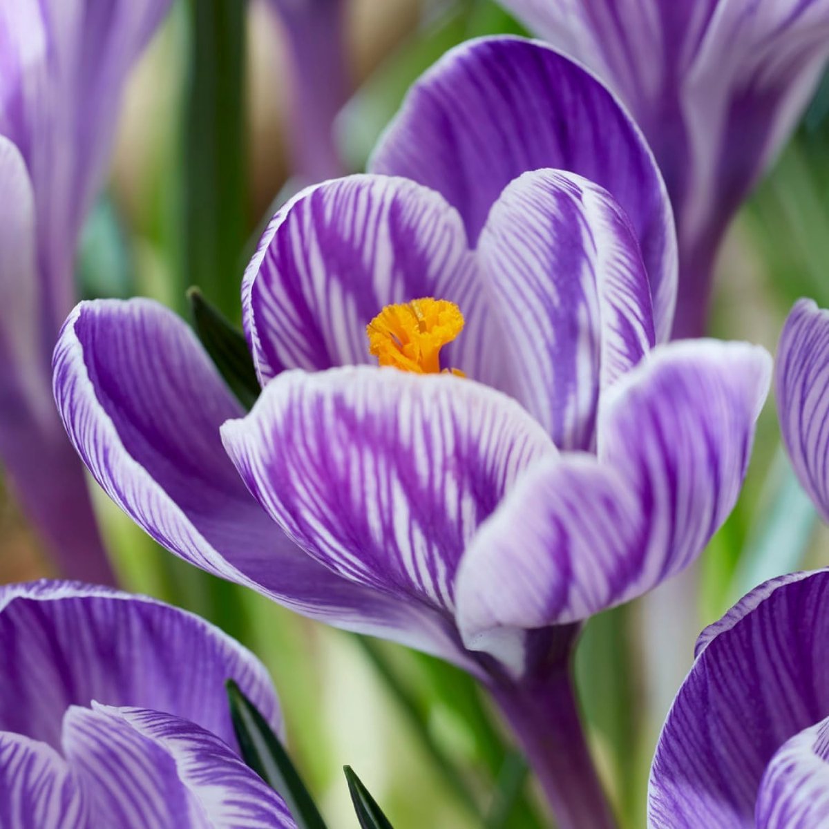 Krokussen Bloembollen Winterhard - Crocus - Pickwick - 50 stuks - Paars - Bloem bollen - Meerjarig Mix