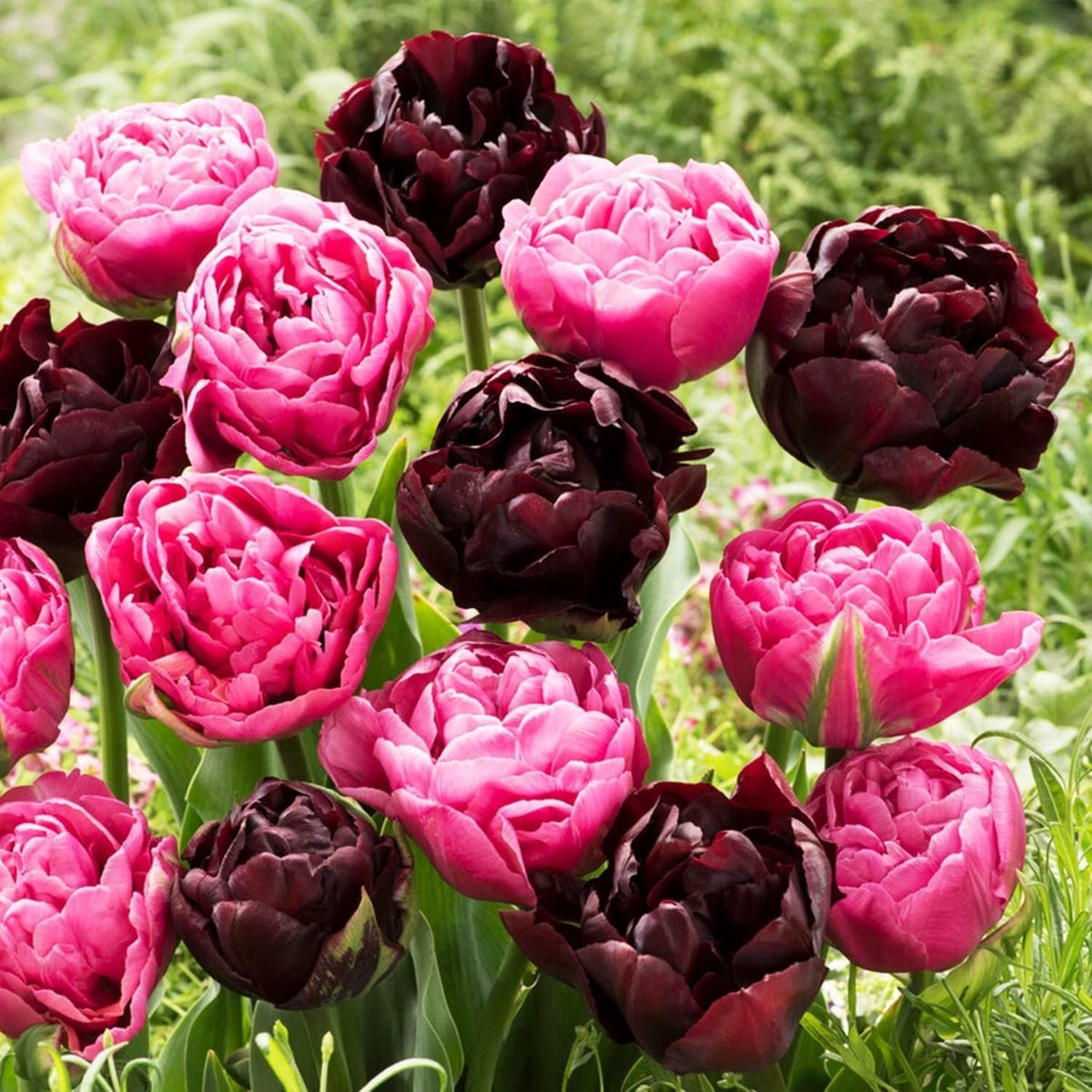 Tulpen Bloembollen Winterhard - Double Purple Black - 20 stuks - Meerkleurig - Bloem Bollen Mix - Tulpenbollen Meerjarig