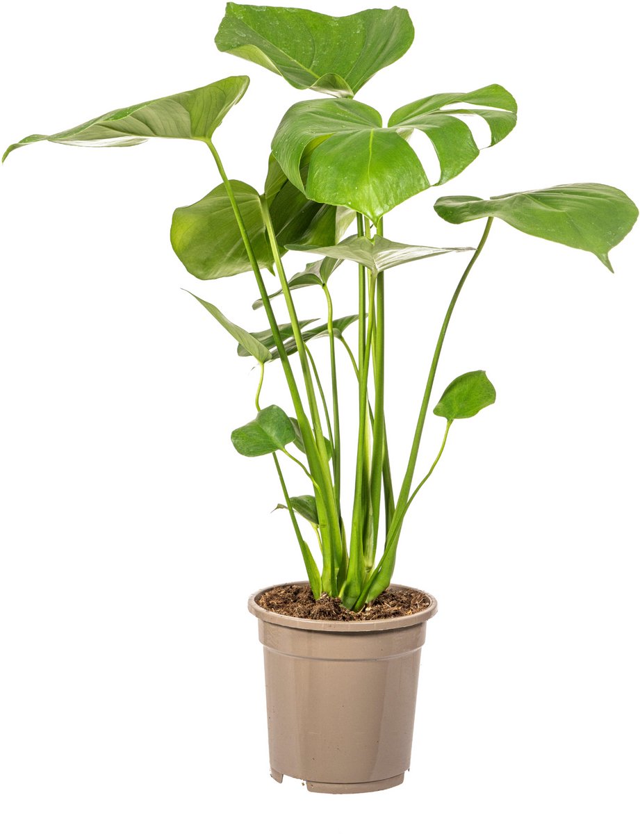 Monstera Deliciosa Tauerii Ø17cm - 60cm