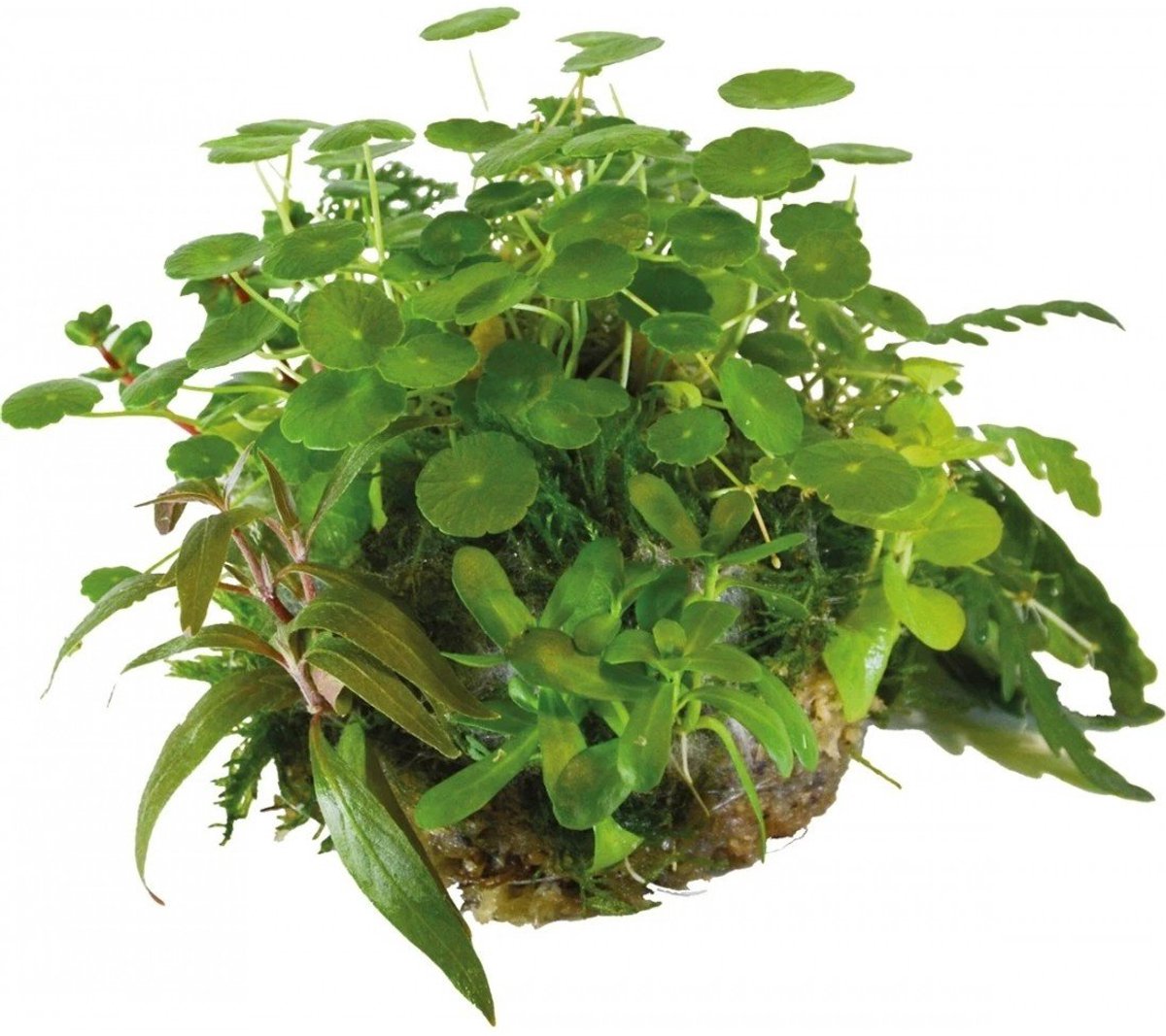 BIOART Bal Hydrocotyle Verticillata