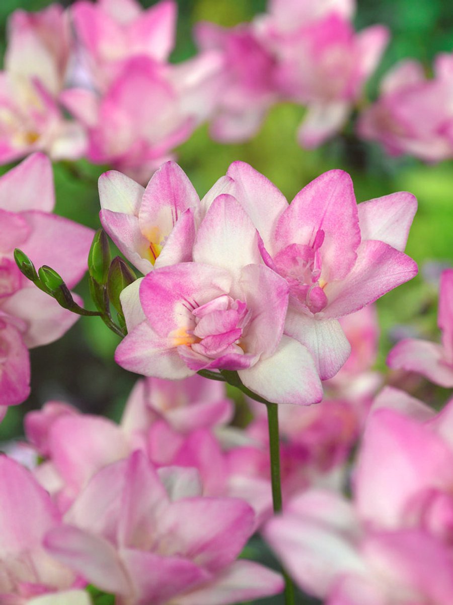 25x Freesia 'Freesia dubbel roze' - BULBi® Bloembollen met bloeigarantie