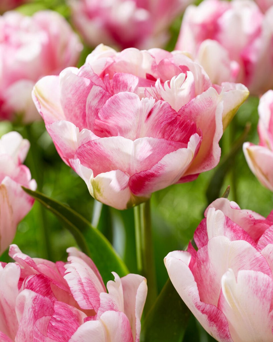 10x Tulpen 'Double shake' - BULBi® Bloembollen met bloeigarantie