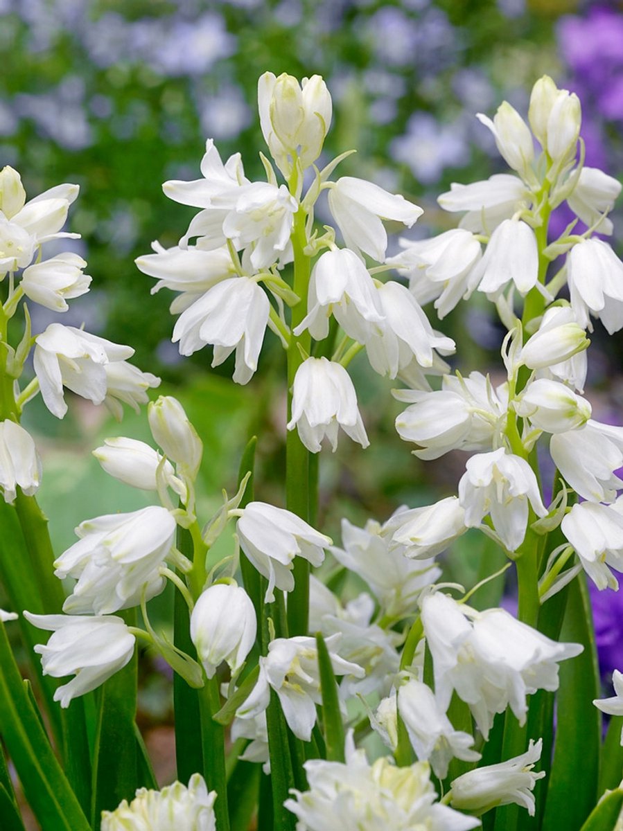 25x Boshyacint 'Hyacinthoides hispanica wit' - BULBi® Bloembollen met bloeigarantie