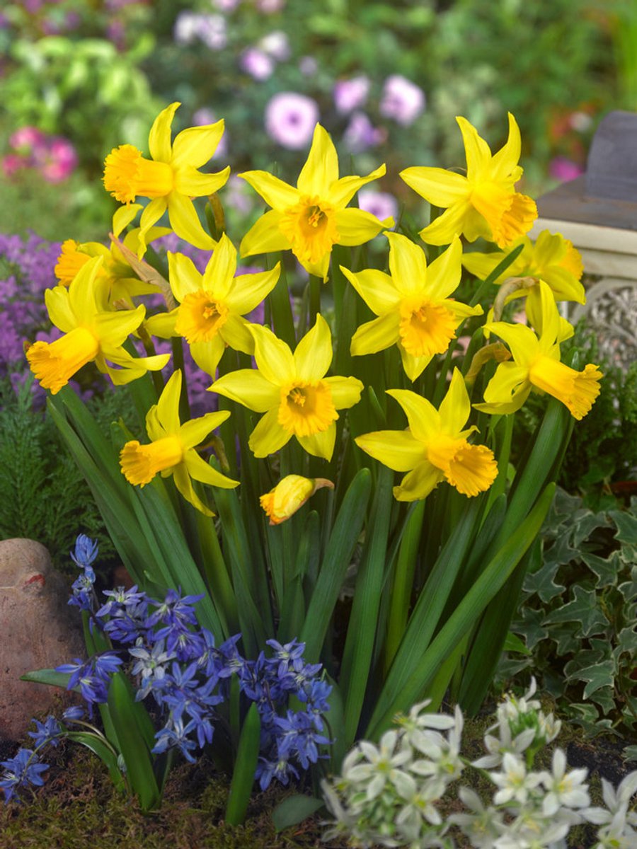 25x Narcissen 'February gold' - BULBi® Bloembollen met bloeigarantie