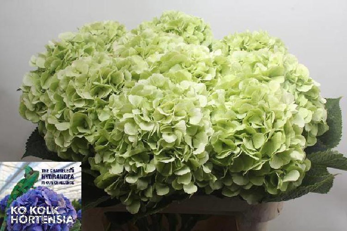 10x Hydr.white verena classic 80cm