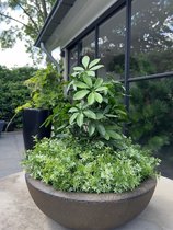 Kunstplant Rozemarijn groen in pot H 30 cm kopen