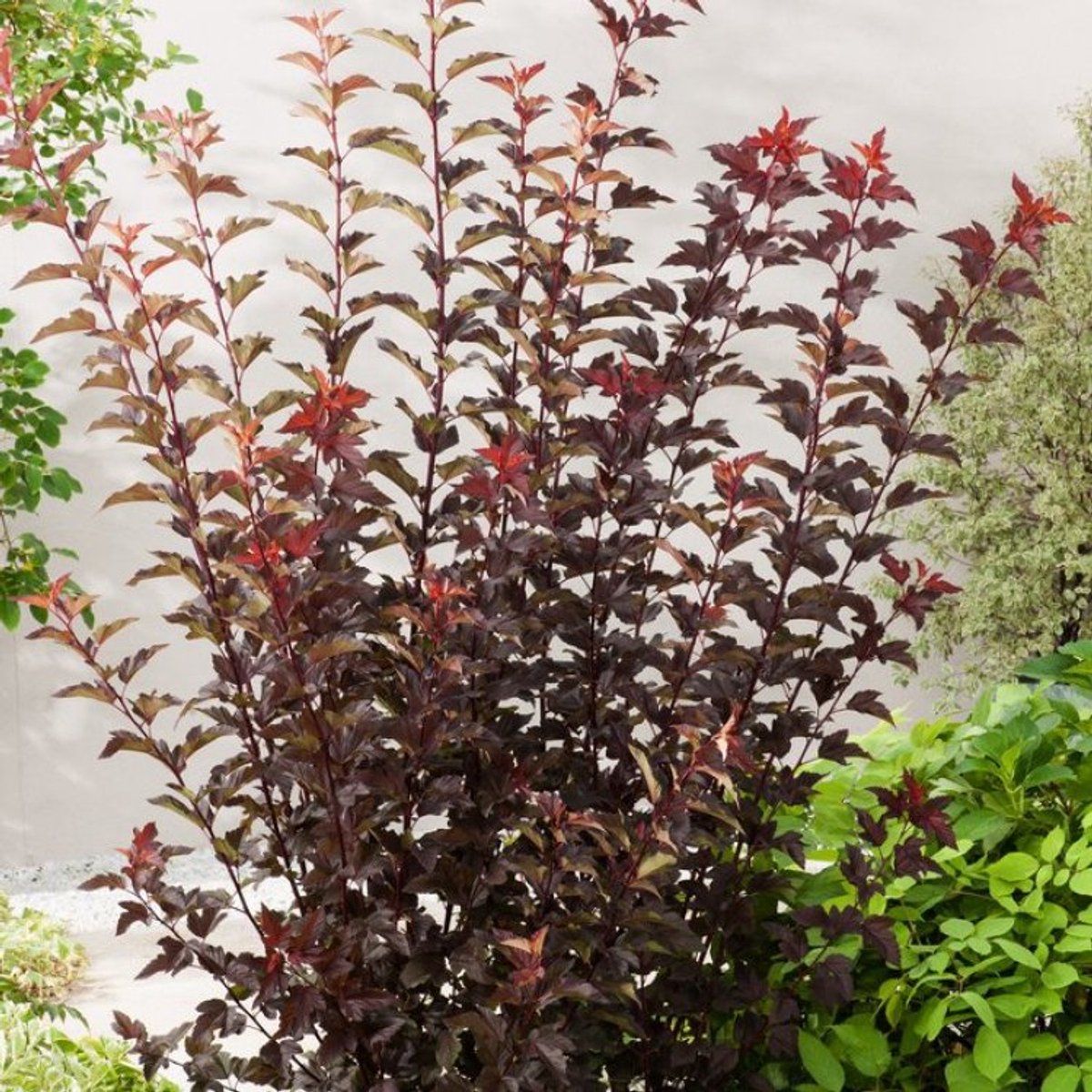 7 stuks | Physocarpus opulifolius Diable d' Or C5 60-80 cm