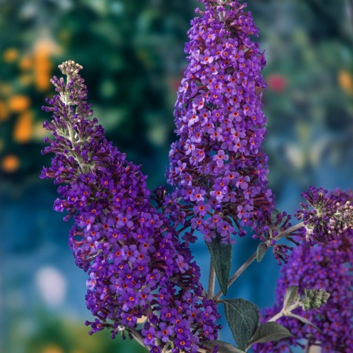 Plants Online BV - Planten - Tuinplanten - Heesters - Set van 1 - Vlinderstruik 'Lochinch'