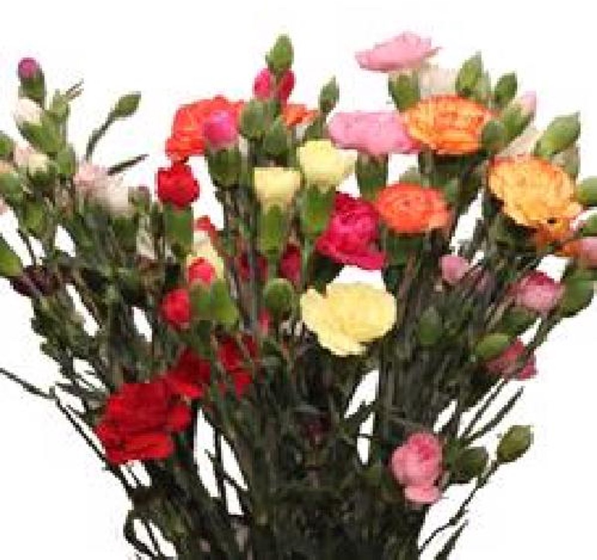 100x Dian.tr.novelty rainbow mix 60cm