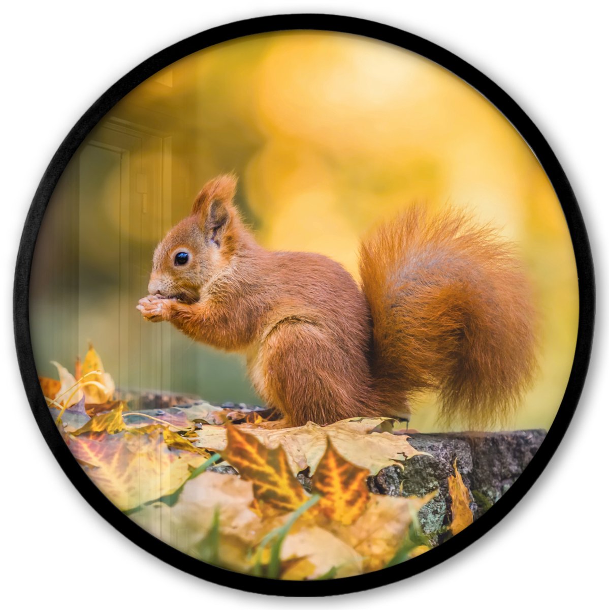 FrameYourWall Poster in lijst Rond - Fotolijst 40x40 cm - Posters - Eekhoorn - Herfst - Bosdieren - Herfstbladeren - Bos - Ronde posterlijst zwart - Decoratie - Wanddecoratie woonkamer - Muurdecoratie slaapkamer