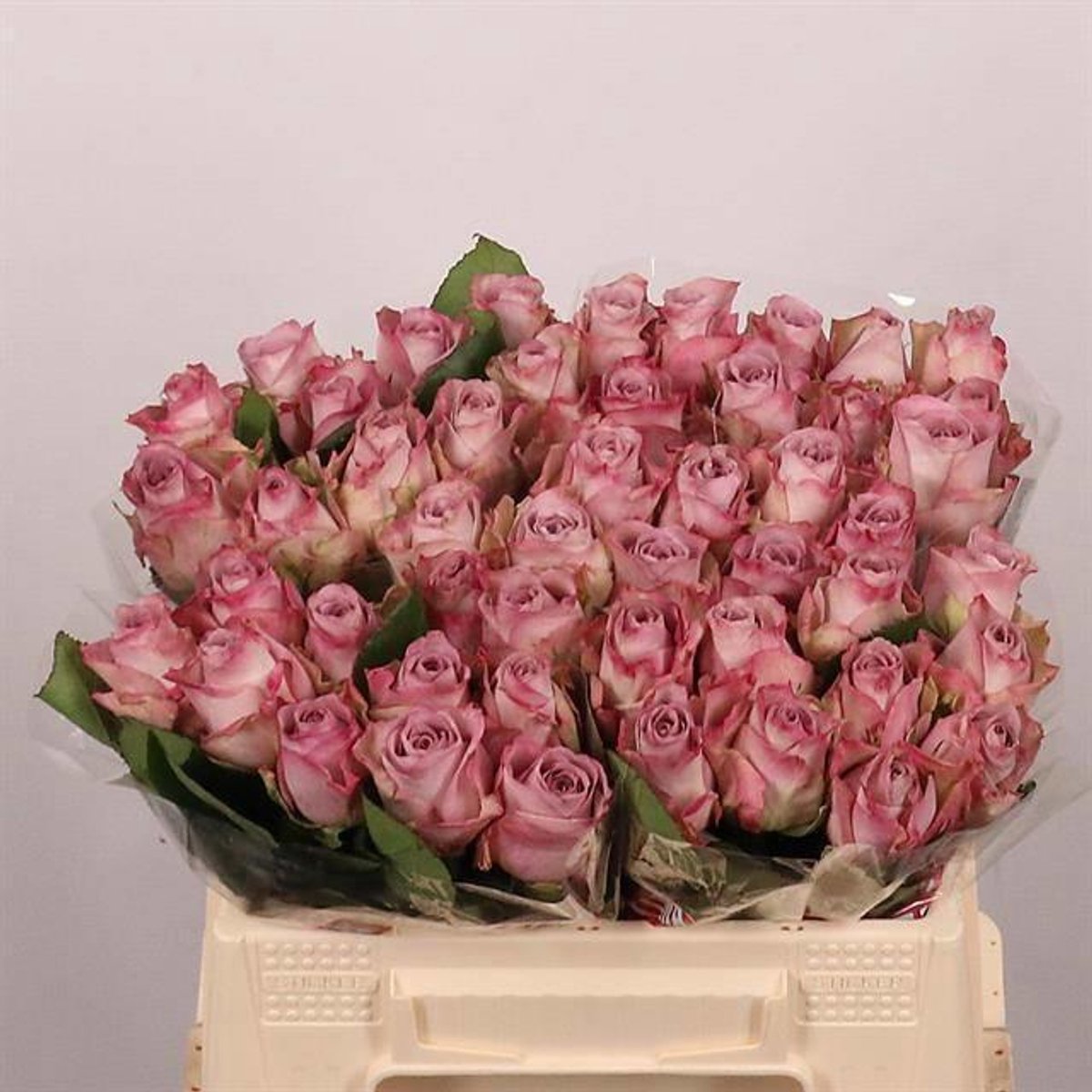 10x Rosa memory lane! 30cm