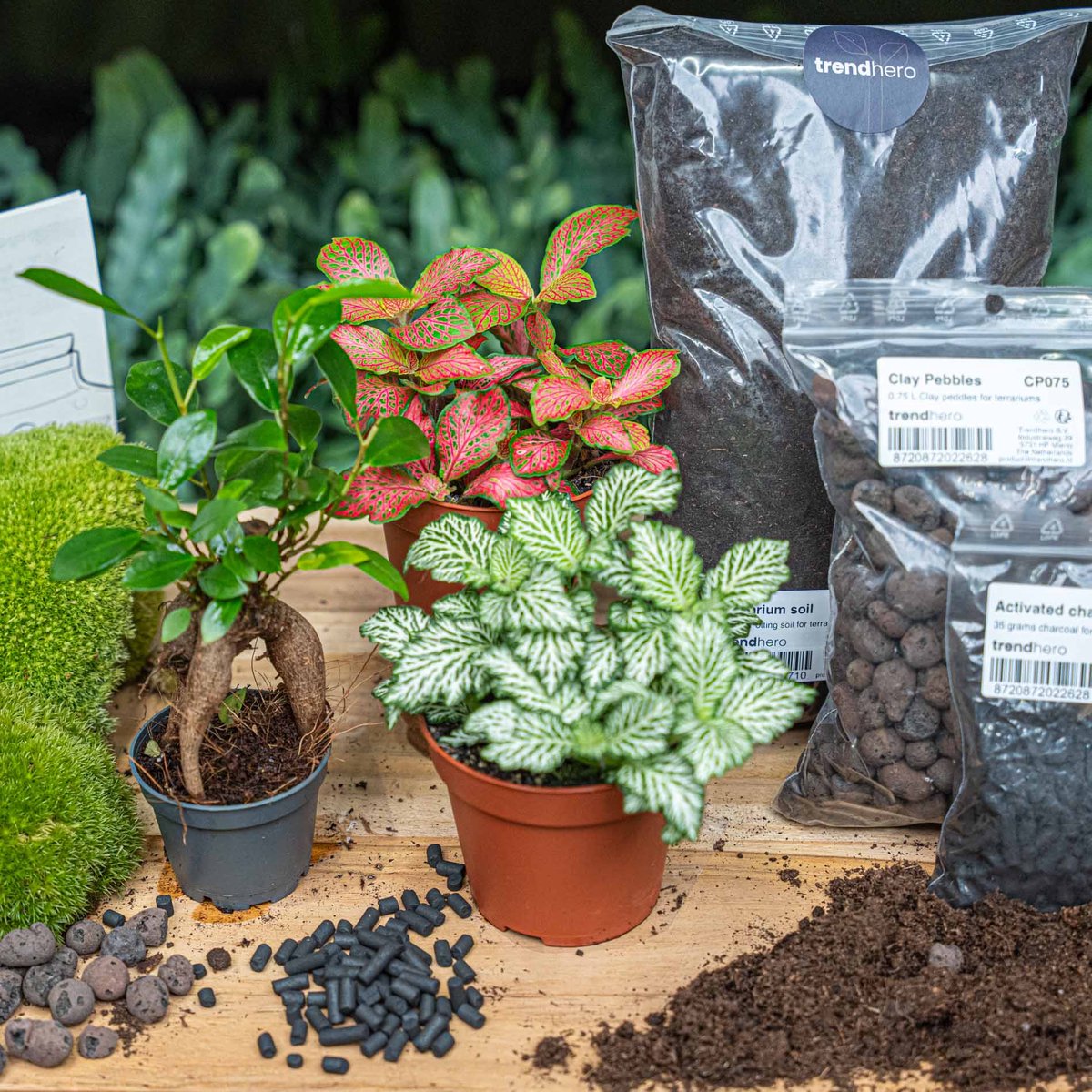 Planten terrarium pakket - Ficus ginseng bonsai - 3 terrarium planten - Startpakket - Navulling - DIY Ecosysteem Planten Set | Inclusief Planten - Substraat - Terrarium potgrond - Bolmos - Actieve kool - Handleiding en tips | urbanjngl