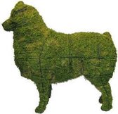 Hond Australische herder - Mos