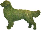 Hond Golden Retriever - Mos