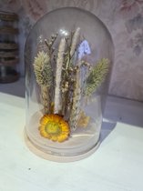 Daan kromhout/Glazen stolp/droogbloemen/vlinder