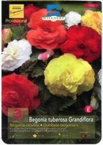 Begonia dubbel gemengd/mix