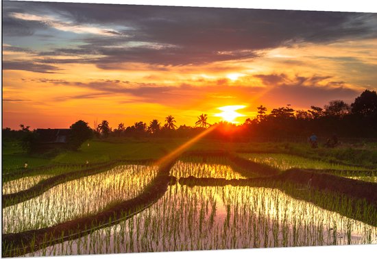 Dibond - Zonsondergang bij de Rijstvelden in Indonesië - 150x100 cm Foto op Aluminium (Met Ophangsysteem)