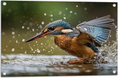 Tuinposter – Dier - Vogel - Kleuren - Water - 75x50 cm Foto op Tuinposter (wanddecoratie voor buiten en binnen)