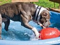 Grijze pitbull met witte vlekken en een band speelt met een rood Jolly Egg in een zwembad.