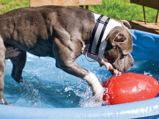 Grijze pitbull met witte vlekken en een band speelt met een rood Jolly Egg in een zwembad.