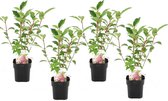 Plant in a Box - Hydrangea paniculata Diamond - Set van 4 - Pot 17cm - Hoogte 30-40cm