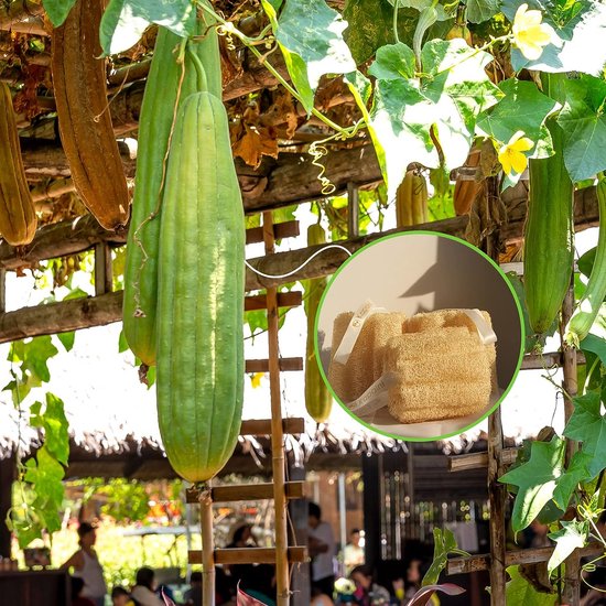 Éponge naturelle de Mer et de Luffa pour le bain et la douche