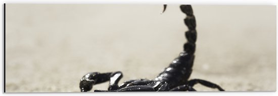 Dibond - Zwarte schorpioen staat in het zand - 60x20 cm Foto op Aluminium (Met Ophangsysteem)