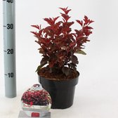 3 stuks | Physocarpus opulifolius Little Angel C2 25-30 cm