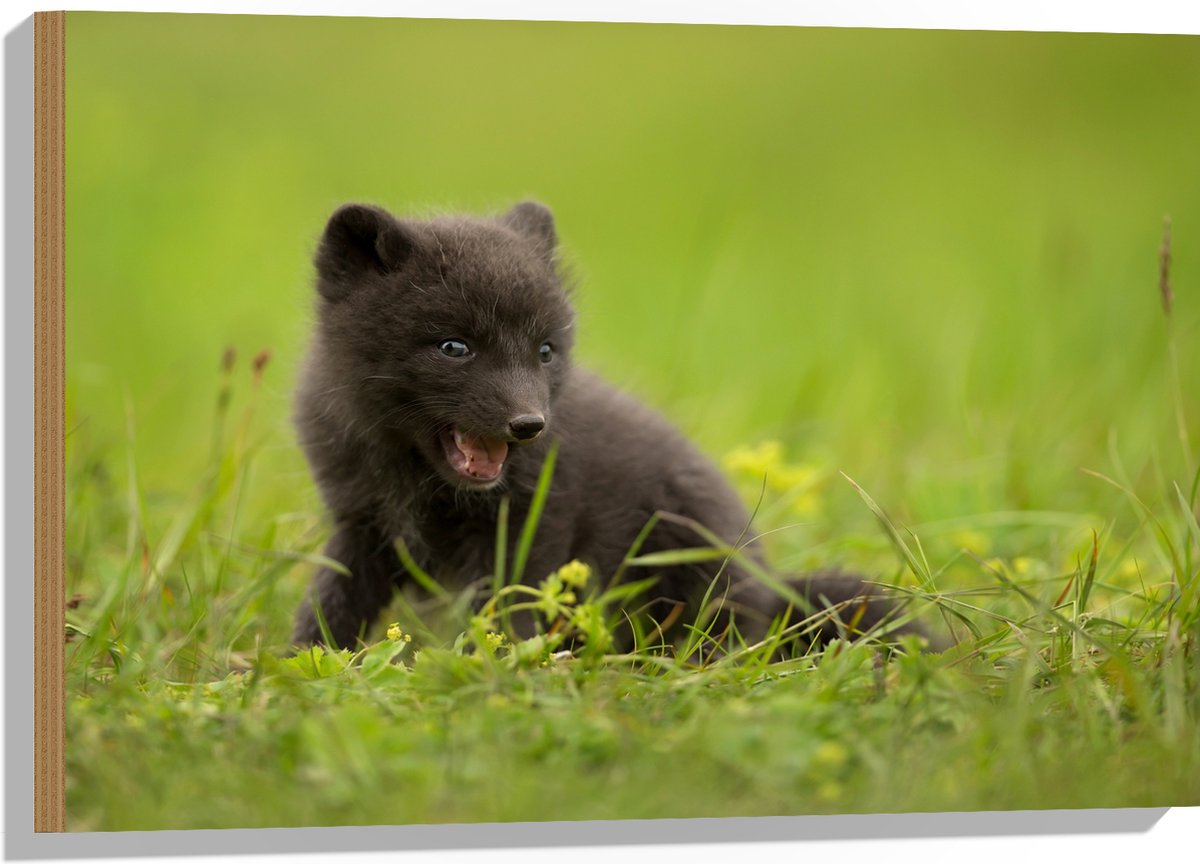 Hout - Zwarte Baby Vos in het Gras - 75x50 cm - 9 mm dik - Foto op Hout (Met Ophangsysteem)