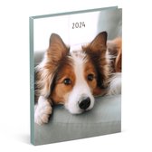 Lannoo Graphics - Diary 2024 - Agenda 2024 - MY FAVOURITE FRIENDS - Dog Brown Collie - 7d/2p - 4Talig - 110 x 150 mm
