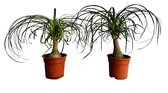 Tropictrees - Beaucarnea Recurvata - Olifantenpoot - Kamperplant - 40 cm