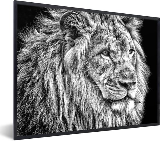 Portrait d'un lion en noir et blanc 80x60 cm