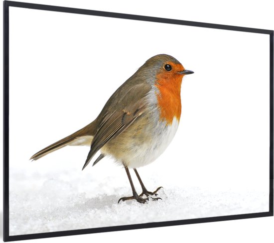 Affiche avec cadre Robin - Neige - Wit - 90x60 cm