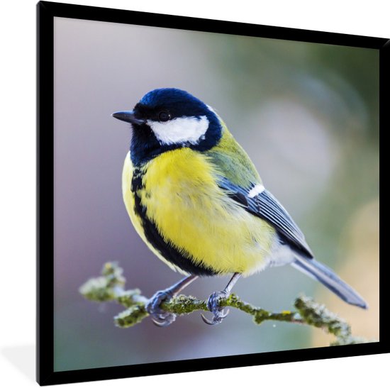 Poster - Fotolijst - Koolmees - Vogel - Tak - Mos - 40x40 cm - Kamer decoratie - Poster vogels - Foto in lijst - Poster natuur - Posterlijst
