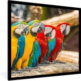 Cadre photo avec affiche - Vogels - Perroquet - Tropical - Nature - 40x40 cm - Cadre pour affiche