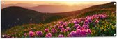 Tuinposter – Roze Bloemenveld boven aan de Berg bij Zonsondergang - 120x40 cm Foto op Tuinposter (wanddecoratie voor buiten en binnen)