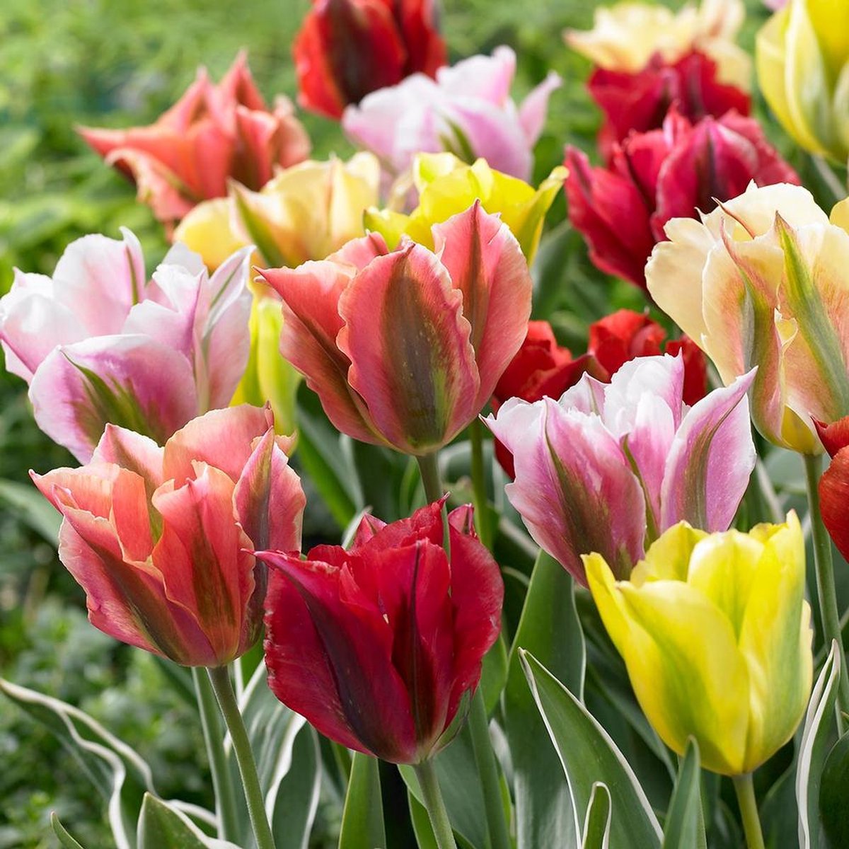 Tulp Viridiflora Mix | 10 stuks | Tulpenbollen