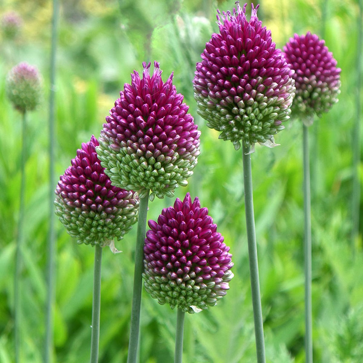 Allium Sphaerocephalon | 15 stuks | Sierui | Alliumbol